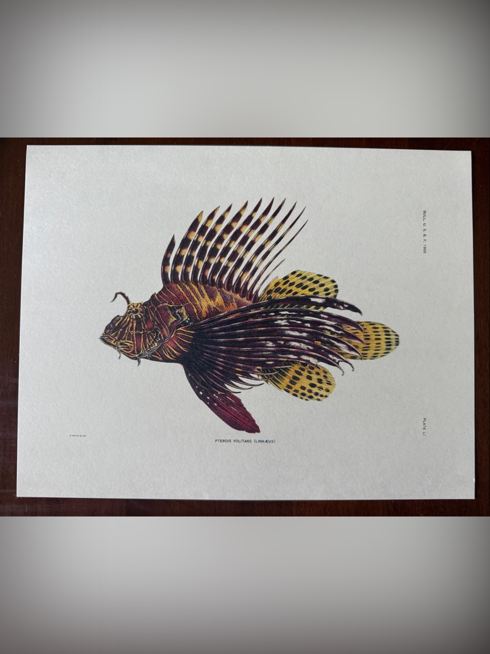 Decorative Lionfish Art Print